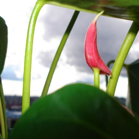 Anthurium